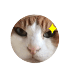 ねこわさびスタンプ（個別スタンプ：5）