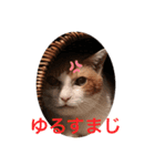 ねこわさびスタンプ（個別スタンプ：6）