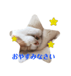ねこわさびスタンプ（個別スタンプ：7）