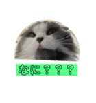 ギンねこちゃん（個別スタンプ：1）