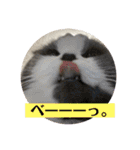 ギンねこちゃん（個別スタンプ：2）