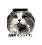ギンねこちゃん（個別スタンプ：5）