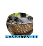 ギンねこちゃん（個別スタンプ：7）