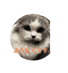 ギンねこちゃん（個別スタンプ：8）