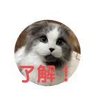 ギンねこちゃん（個別スタンプ：9）