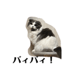 ギンねこちゃん（個別スタンプ：10）