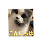 ギンねこちゃん（個別スタンプ：11）