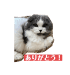 ギンねこちゃん（個別スタンプ：12）