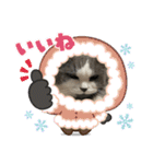 ギンねこちゃん（個別スタンプ：16）