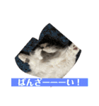 ギンねこちゃん（個別スタンプ：17）