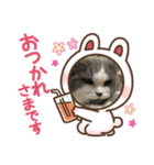 ギンねこちゃん（個別スタンプ：19）