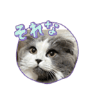 ギンねこちゃん（個別スタンプ：20）