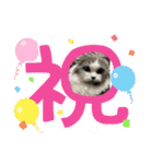 ギンねこちゃん（個別スタンプ：21）