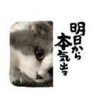 ギンねこちゃん（個別スタンプ：23）