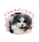 ギンねこちゃん（個別スタンプ：24）