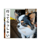 シャイニーの日常（個別スタンプ：1）