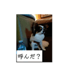シャイニーの日常（個別スタンプ：2）