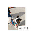 シャイニーの日常（個別スタンプ：4）