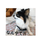 シャイニーの日常（個別スタンプ：6）