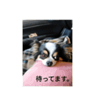 シャイニーの日常（個別スタンプ：7）