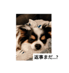 シャイニーの日常（個別スタンプ：8）