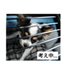 シャイニーの日常（個別スタンプ：9）