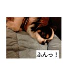 シャイニーの日常（個別スタンプ：10）