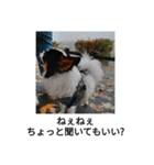 シャイニーの日常（個別スタンプ：11）