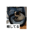 シャイニーの日常（個別スタンプ：12）