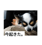 シャイニーの日常（個別スタンプ：13）