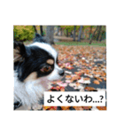 シャイニーの日常（個別スタンプ：14）