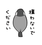 2023年 謹賀ふくふく文鳥（個別スタンプ：34）