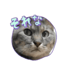 ウチのムートン君（個別スタンプ：10）