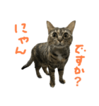猫のまめちゃ。聞くスタンススタンプ（個別スタンプ：7）