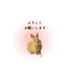 うさぎのスタンプ★Gelée ＆ Sucré（個別スタンプ：3）