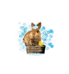 うさぎのスタンプ★Gelée ＆ Sucré（個別スタンプ：11）