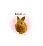うさぎのスタンプ★Gelée ＆ Sucré（個別スタンプ：23）