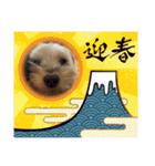 年末ヨーキー（個別スタンプ：2）