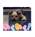 年末ヨーキー（個別スタンプ：6）