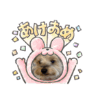 年末ヨーキー（個別スタンプ：8）