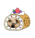 年末ヨーキー（個別スタンプ：10）