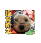 年末ヨーキー（個別スタンプ：12）