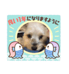年末ヨーキー（個別スタンプ：13）