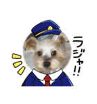 年末ヨーキー（個別スタンプ：15）