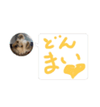 年末ヨーキー（個別スタンプ：16）