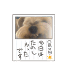 年末ヨーキー（個別スタンプ：17）