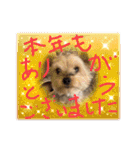 年末ヨーキー（個別スタンプ：18）