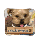 年末ヨーキー（個別スタンプ：19）