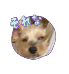 年末ヨーキー（個別スタンプ：20）