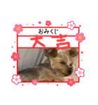 年末ヨーキー（個別スタンプ：22）